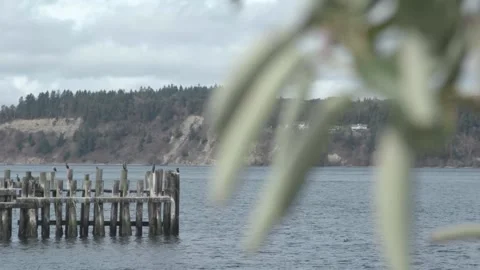 A Close up of out of focus leaves 動画素材 155586327