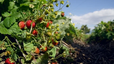 Close-Up, Outdoors, Day, Surface Level, Lockdown, 20 Seconds Or Greater, Part Stock Footage 94228622