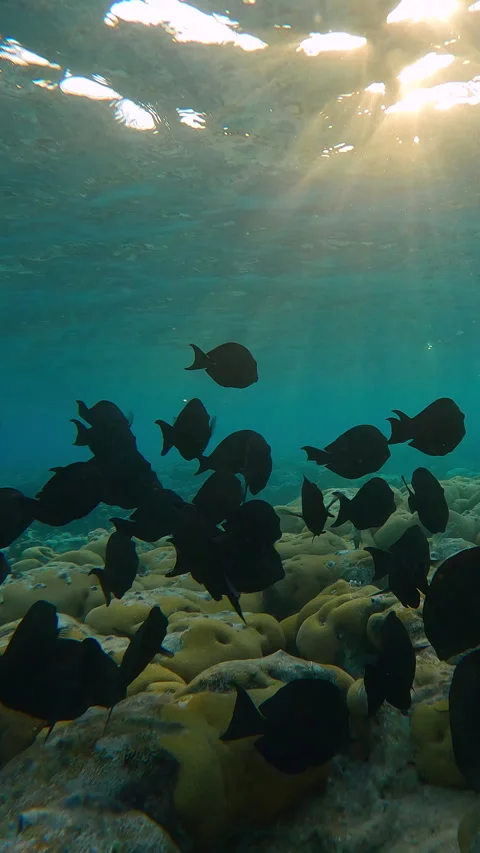 Close up of outline of school of Surgeonfish swims and feeding on an inner reef Stock Footage 312123725