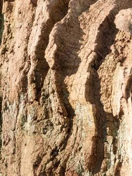 Close up of outside bark tree texture outside old decay time nature backgroun Stock Photos