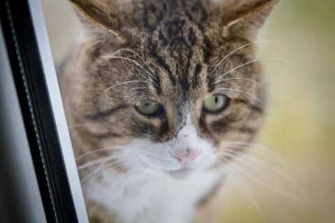 Close up of outside kitty cat sitting on the window cell waiting to get in ho Stock Photos
