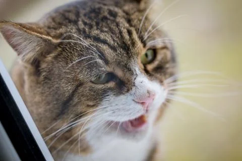 Close up of outside kitty cat sitting on the window cell waiting to get in ho Stock Photos