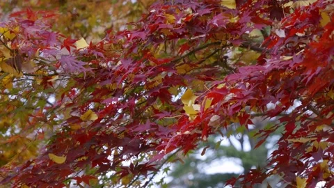 Close up over beautiful maple leafs with fallen Gingko tree leaves on top Stock Footage 322747754