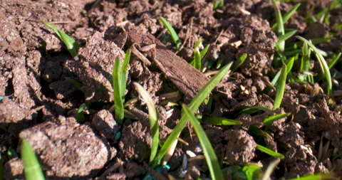 Close up over grass seed on a sunny day Stock Footage 130545920