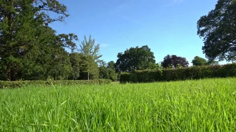 Close over a Meadow Grass in Summertime Stock Footage 147507738