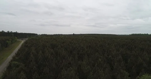 Close over tree tops to reveal dense dark green woodland drone aerial 4K Stock Footage 111362438