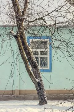 Close up overgrown tree branches in front of snowed house concept photo Stock Photos