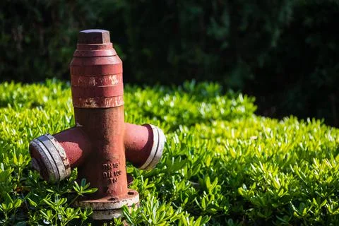 Close-up - overhead red pressurized fire hydrant against green bush backgroun Foto stock