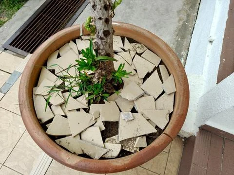 Close-up overhead shot of a potted tree Stock Photos