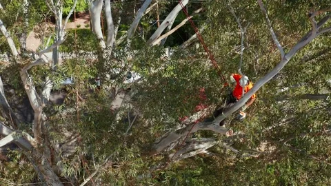 Close up overhead shot of tree lopper or arborist attached to ropes in tree Stock Footage 140316882