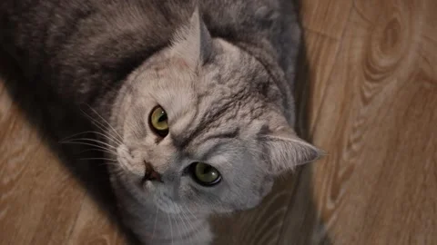 Close-up overhead view of a beautiful grey tabby cat resting on a wooden floor Stock Footage 339196943
