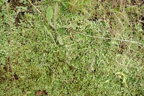 Close-up overhead view of dense low-growing green ground cover plants 스톡 사진