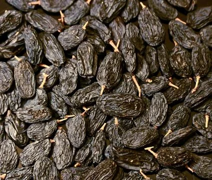 Close-up overhead view of dried dark blue raisins with stems as a texture Stock Photos