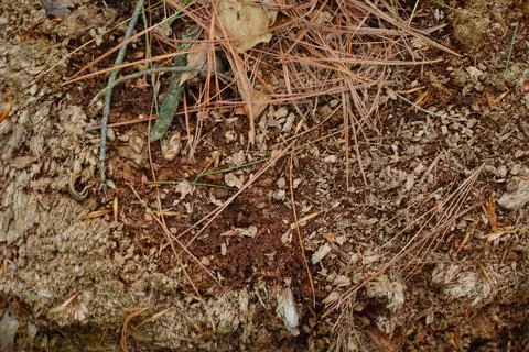 Close-up overhead view of forest floor litter composed of rotting wood pine Stock-Fotos