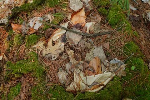 A close-up overhead view of forest floor debris Stock-Fotos