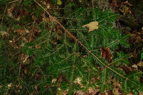 Close-up overhead view of green coniferous branches and brown fallen leaves Stock Photos