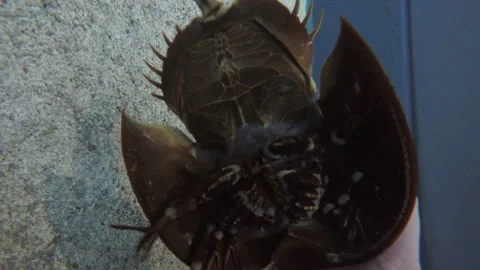 Close up overhead view of a Horseshoe Crab Stock Footage 153649739