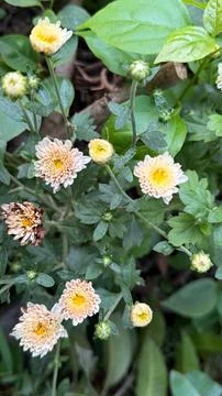 Up-close overhead view shows light yellow Chrysanthemum blooms, surrounded by Foto stock