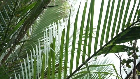 Close-up of overlapping green nipa palm leaves showing sharp elongated patterns Stock Footage 307618653