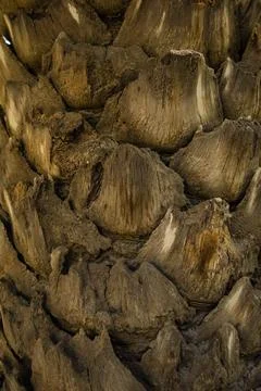 Close-up of overlapping pine cone scales forming geometric texture Stock Photos