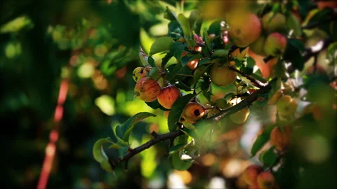 Close-up of overripe apples on an apple tree branch. Stock Footage 252881193