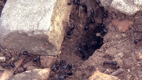 Close up overview of ants moving around their nest, carrying hay, fast timelapse Stock Footage 93554402