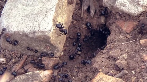 Close up overview of ants moving around their nest, carrying hay, natural speed Stock Footage 93554463