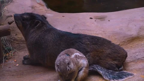 Close up of an overweight ground squirrel Stock Footage 254179901