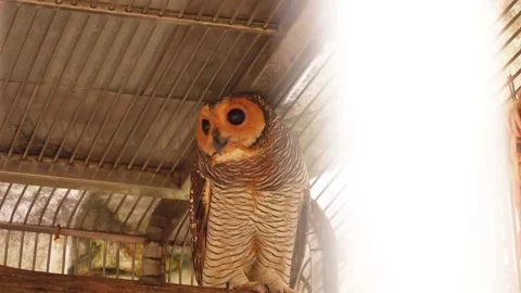 Close up of an owl in a cage Stock Footage 280197699