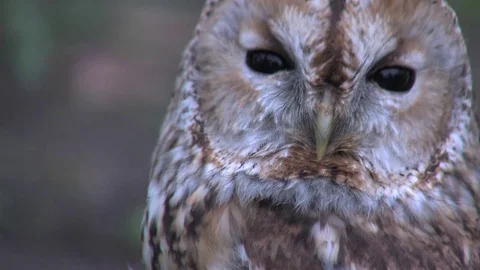 Close-up owl Stock Footage 75735013