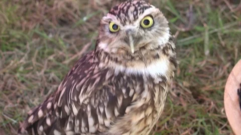 Close Up Owl Stock Footage 79540422