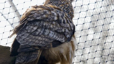 Close up of owl Stock Footage 122153645