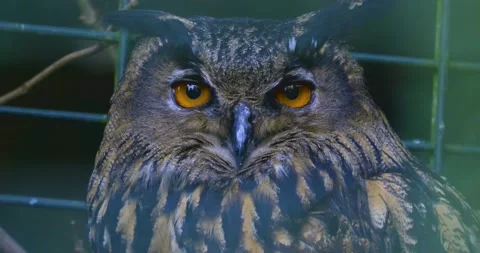 Close up of Owl Stock Footage 134912237