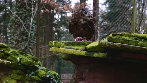 Close up of owl. Stock Footage 137442957