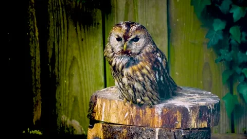 Close up of an owl Stock Footage 242104741