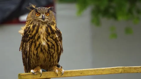 Close up of owl  Stock Footage 254168872