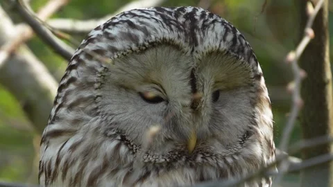 Close up of an owl Stock Footage 271210416