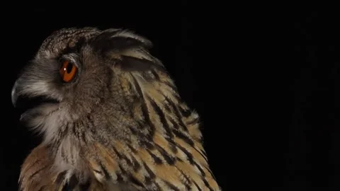 Close up of an owl with grey feathers, moving its tongue Stock Footage 136077662