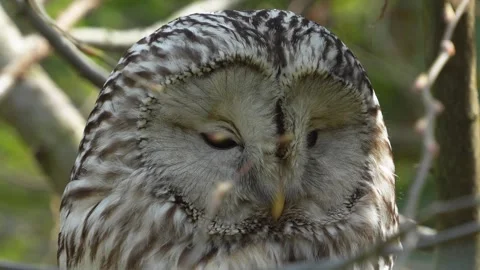 Close up of owl head  Stock Footage 271377960
