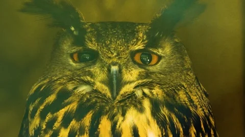 Close up of owl head Stock Footage 274232017