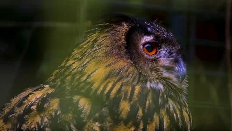 Close up of owl head watching Stock Footage 258843940