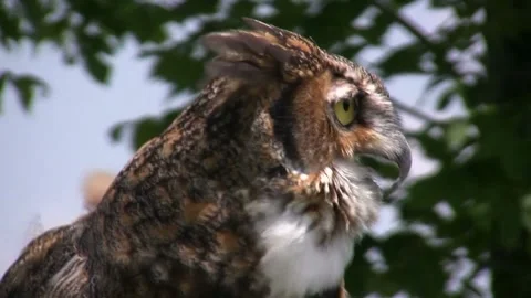 Close Up Of Owl In Nature Stock Footage 237508849