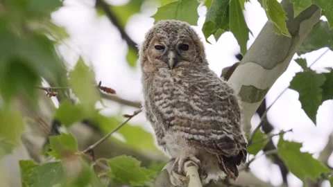 Close Up of Owl Perched on Tree Branch in Natural Habitat Vídeo Stock 331187616