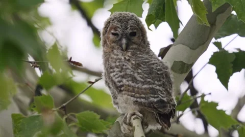 Close Up of Owl Perched on Tree Branch Stock-Footage 331187763