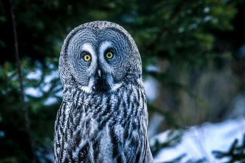 Close Up of Owl Perched on Tree Branch Stock Photos