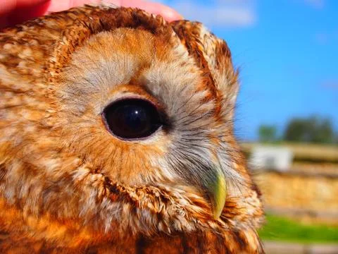 Close up owl Stock Photos
