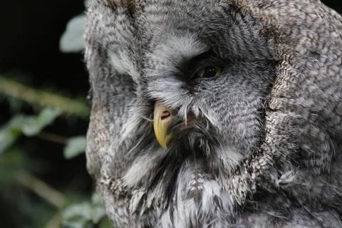 Close-up of an owl Stock Photos