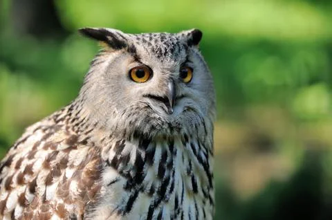 Close-up owl Stock Photos
