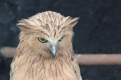 Close up of owl 写真素材