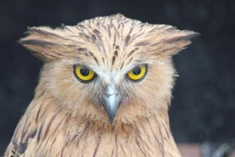 Close up of owl 写真素材
